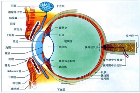 眼睛的自述:人体最精密的"仪器"